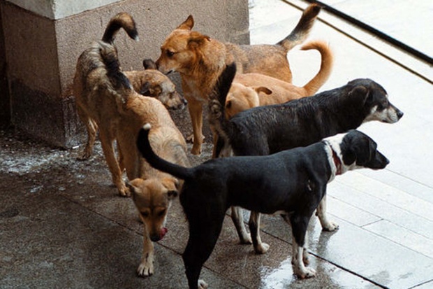 Бездомните кучета в София набъбнаха с още 500 заради кризата