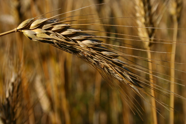 Преслав Борисов: Кризата свали двойно цените на зърното
