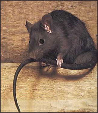 Швед пусна мишки в къщата на бившата си съпруга