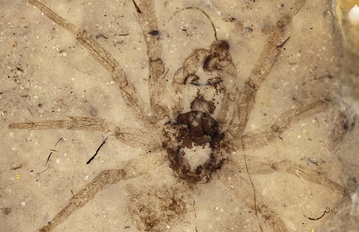 Откриха паяк на 165 млн. години