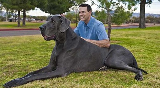 2,2 метра куче рекордьор на Гинес (видео)