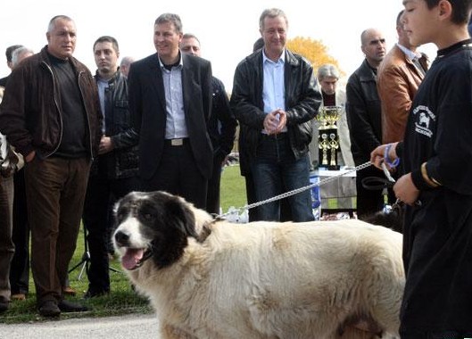 Кучетата на Бойко Борисов на конкурс за красота в Пловдив