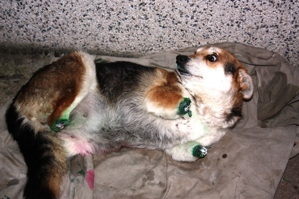 Слагат протези на кучето Мима  в Германия