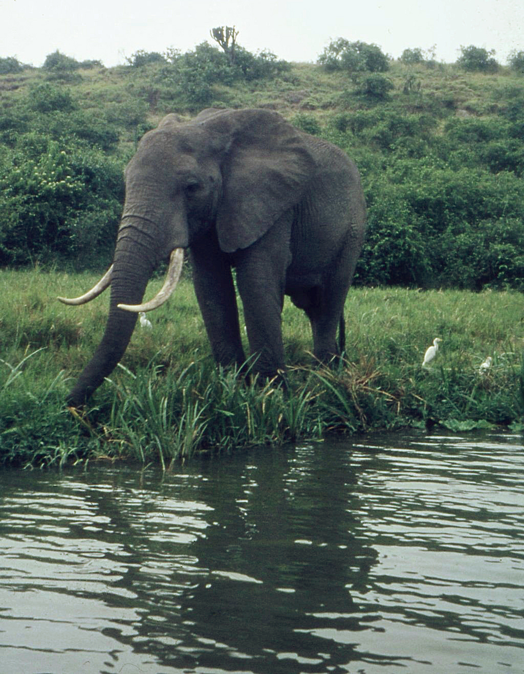 Преследват подивял за секс слон
