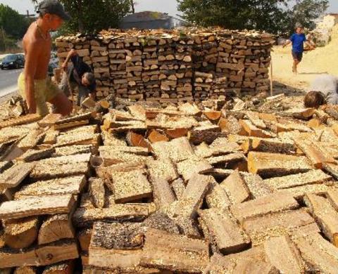 Съдят прокурор, укрил незаконен добив дървесина