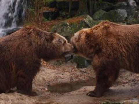МОСВ готви наръчник как да се предпазим от мечки