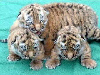 Осъдиха директор на зоопарк заради умъртвяване на три новородени тигърчета