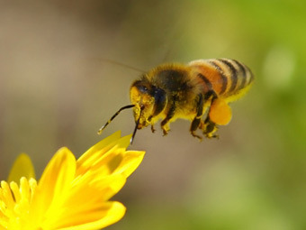 Естонец ще иска в съда да бъде изменен маршрутът на пчели