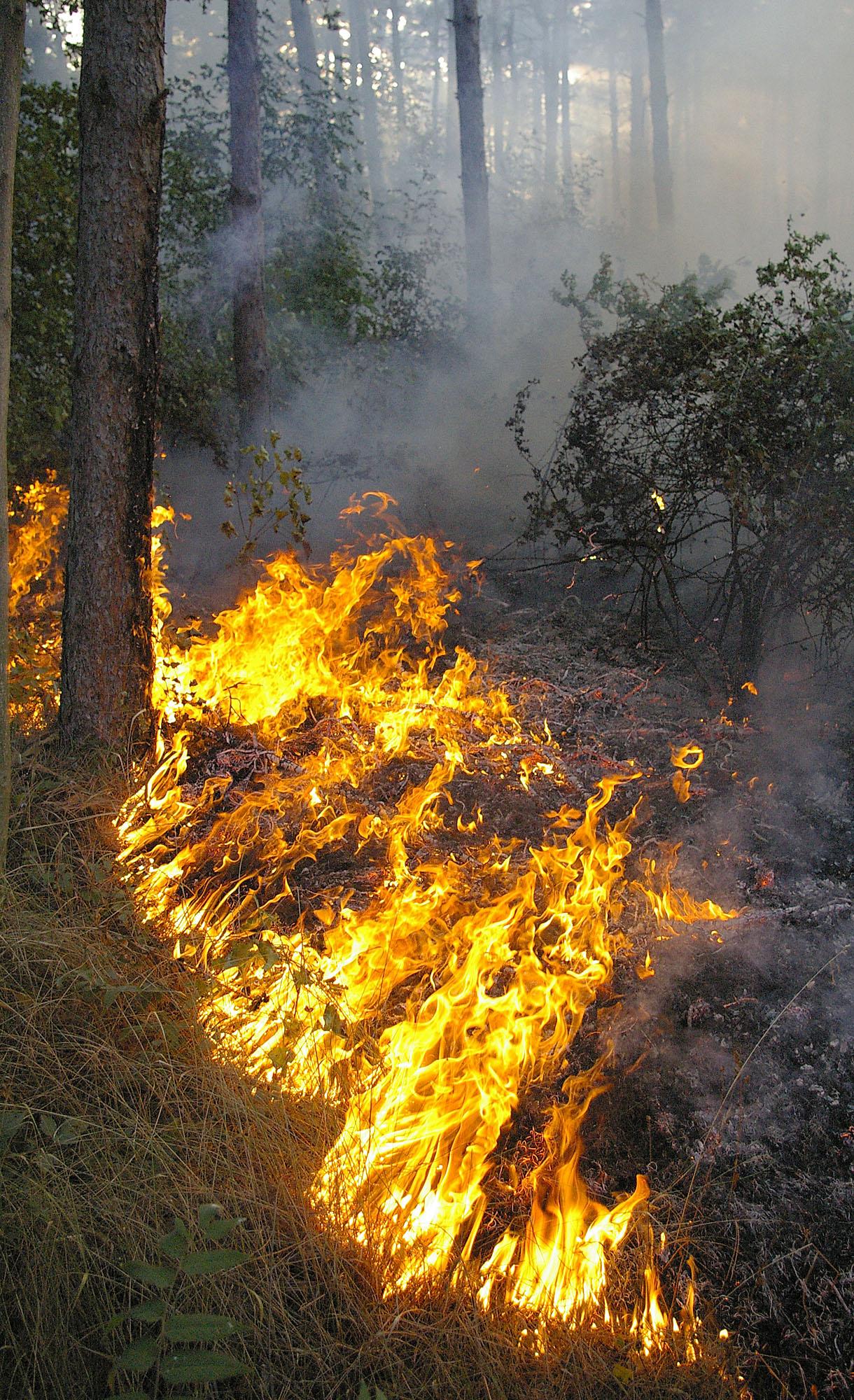 ЧЕЗ почва вътрешна проверка заради пожара в Разложко