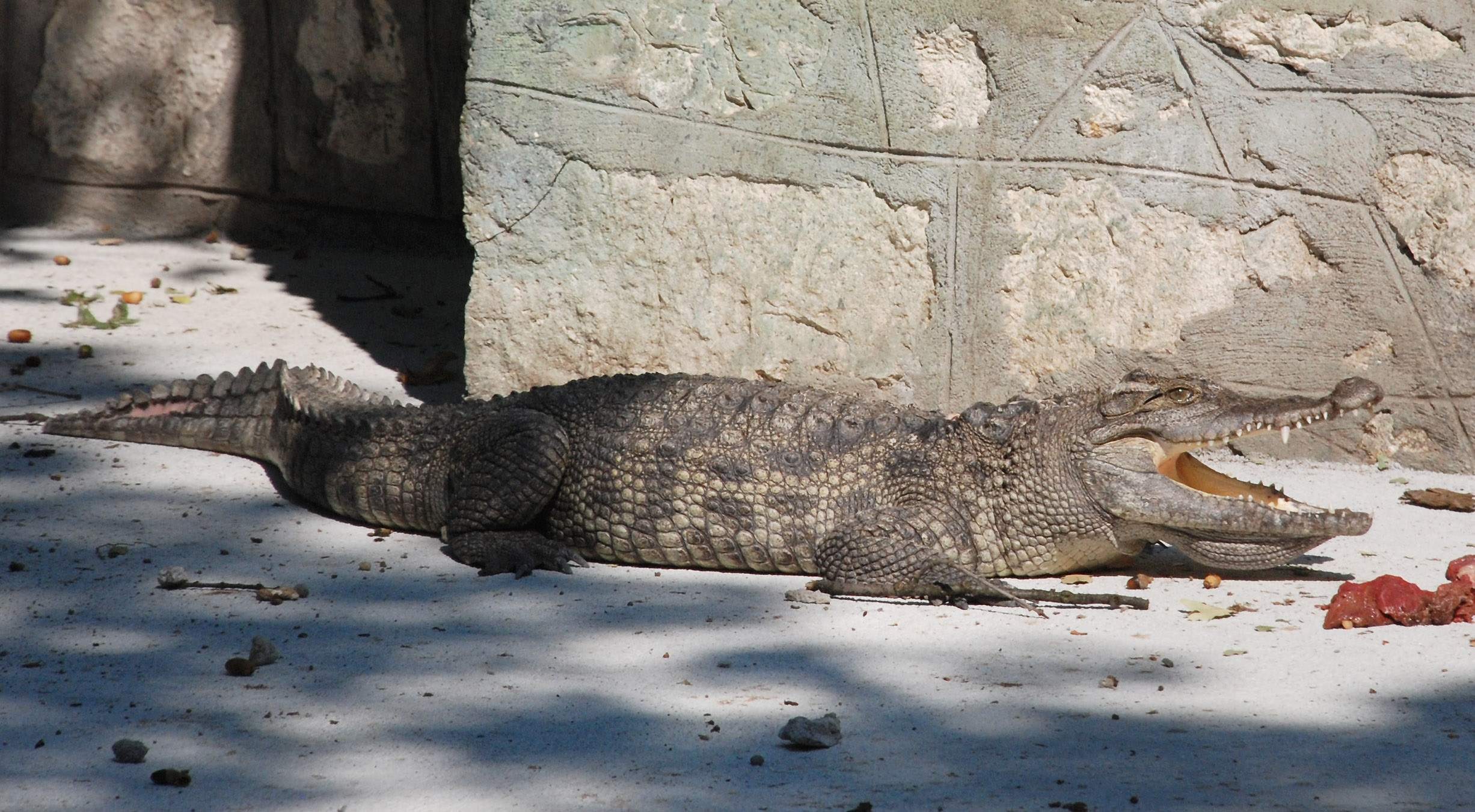 Крокодил от Нил се засели в Хасково