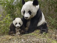 Китайска мама-панда отива към рекорд по раждаемост