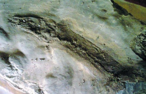 Откриха фосил на 2 млн. години на АМ &quot;Люлин&quot;