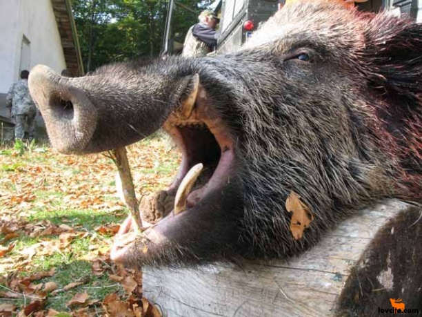 Дива свиня отхапа пръста на ловец, кучета го спасяват