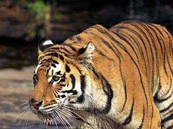 Докъде се докарахме: Убиха тигрица заради К-19