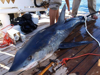 В Египет акула отхапа ръка и умъртви германска туристка
