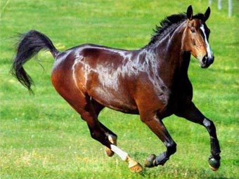 В Латвия конфискували кон заради любовните му похождения