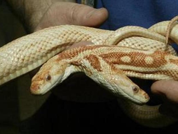 Показват уникална двуглава змия жартиер албинос