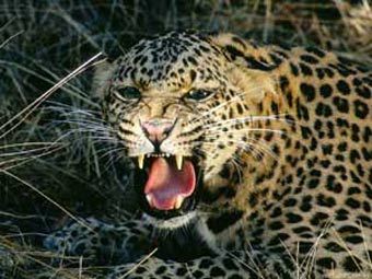 СНИМКА на "невидим леопард" тотално шашардиса всички