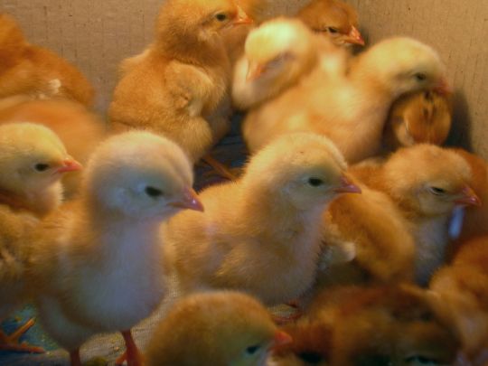 5000 пилета се опекоха във ферма