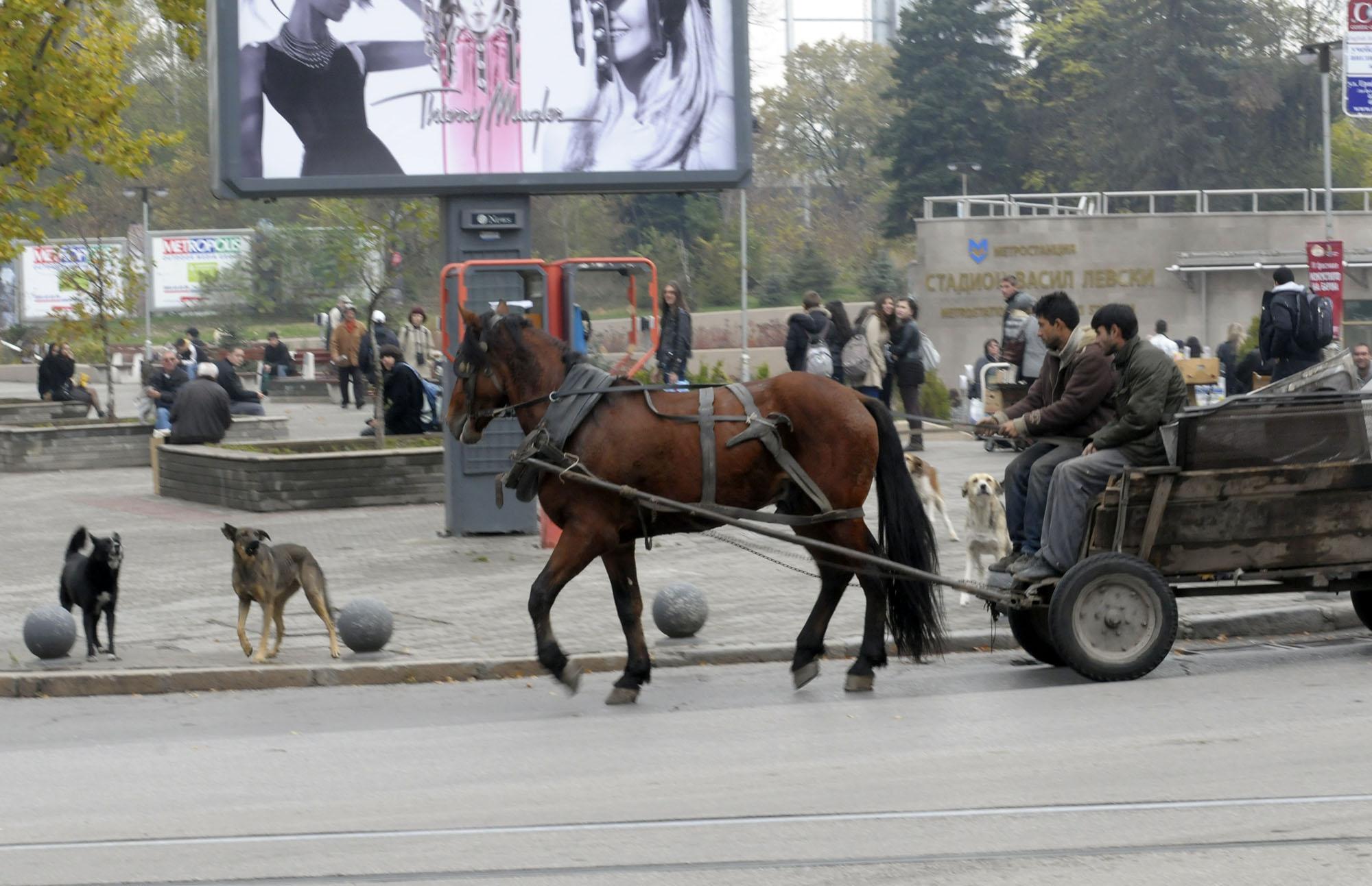 9500 улични кучета скитат из София