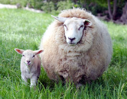 Ревност и 1,5 литра ракия погубиха овчар