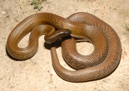 Отровни змии плъзват в Перник
