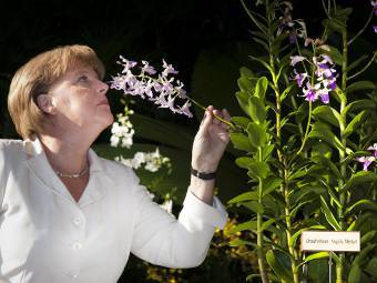 Нарекоха орхидея на името на Ангела Меркел