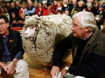 Умря най-знаменитият овен в Нова Зеландия