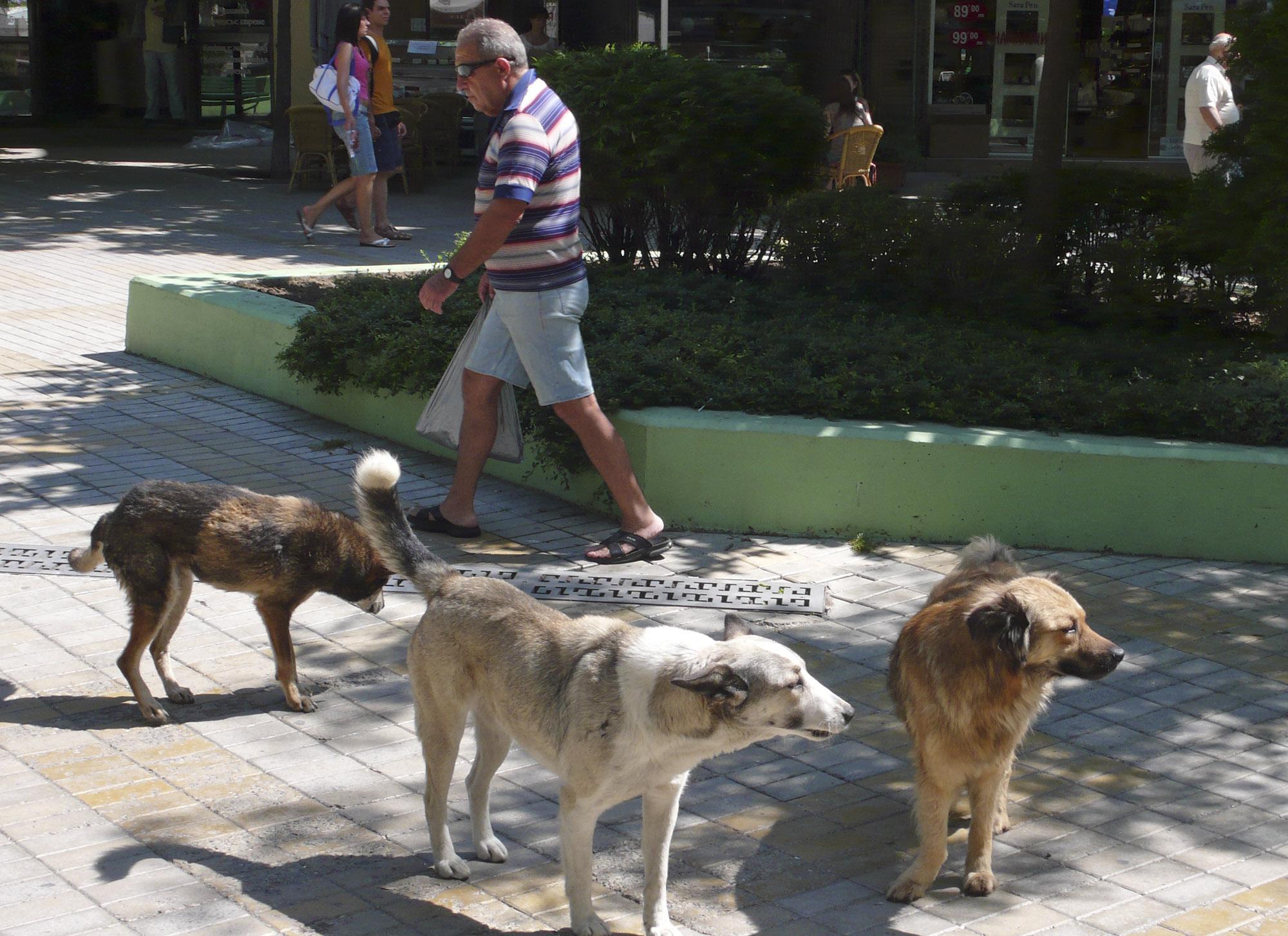 До 2-3 г. намаляват уличните кучета в София
