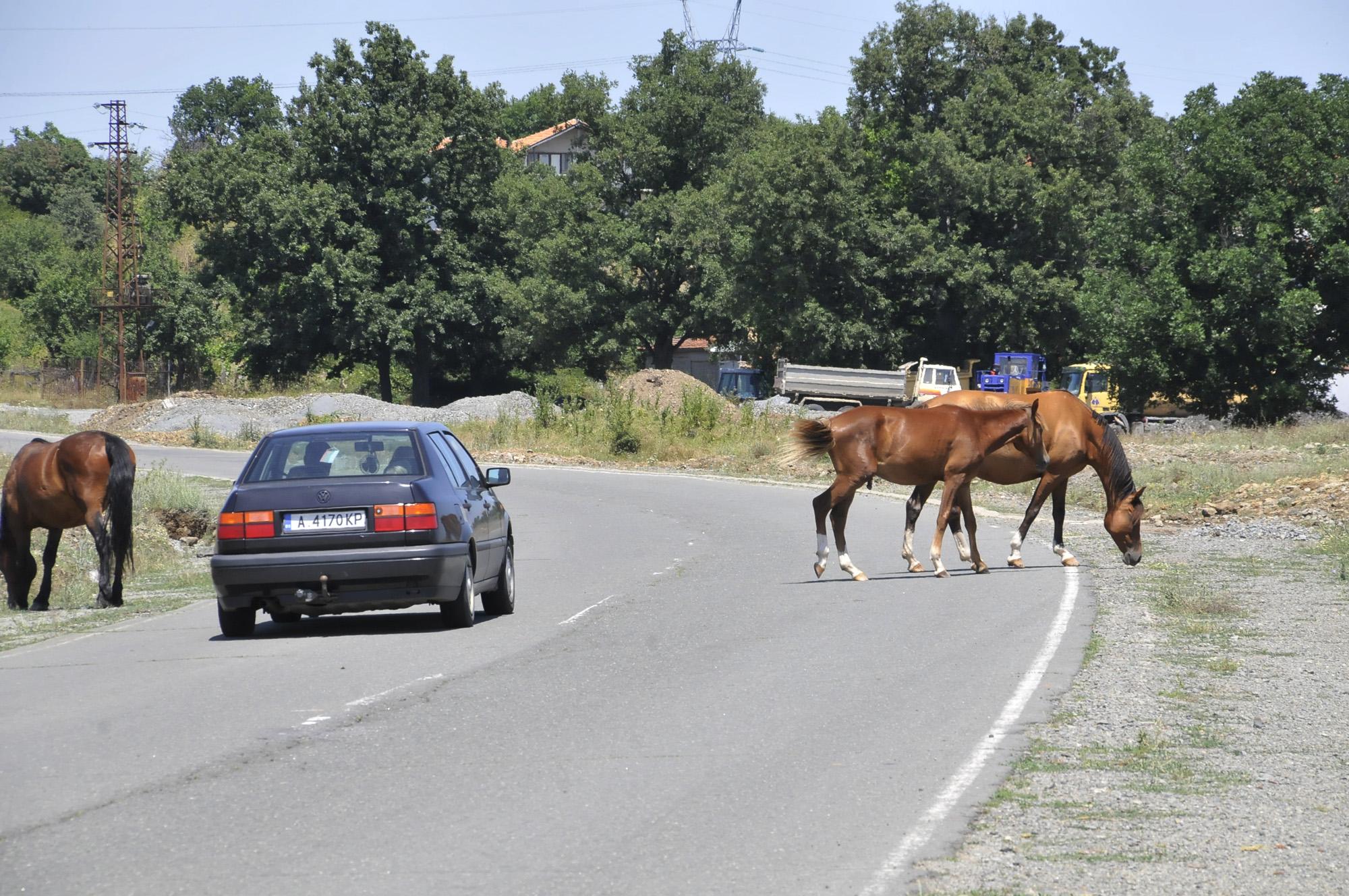 Коне и крави блокират пътя Бургас-Малко Търново