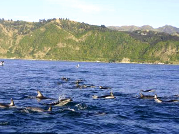 Делфини мутанти нападнаха Черно море