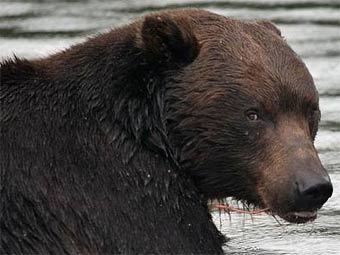 Будни мечки подяждат глиганите в Родопите