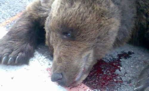 Откриха труп на мечка, ченгета издирват убиеца
