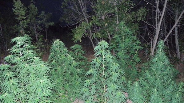 Иззеха над 1,5 тона марихуана от плевня в петричко село