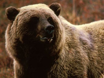 Oгласиха най-вероятната причина за нападението на мечката в Белица 