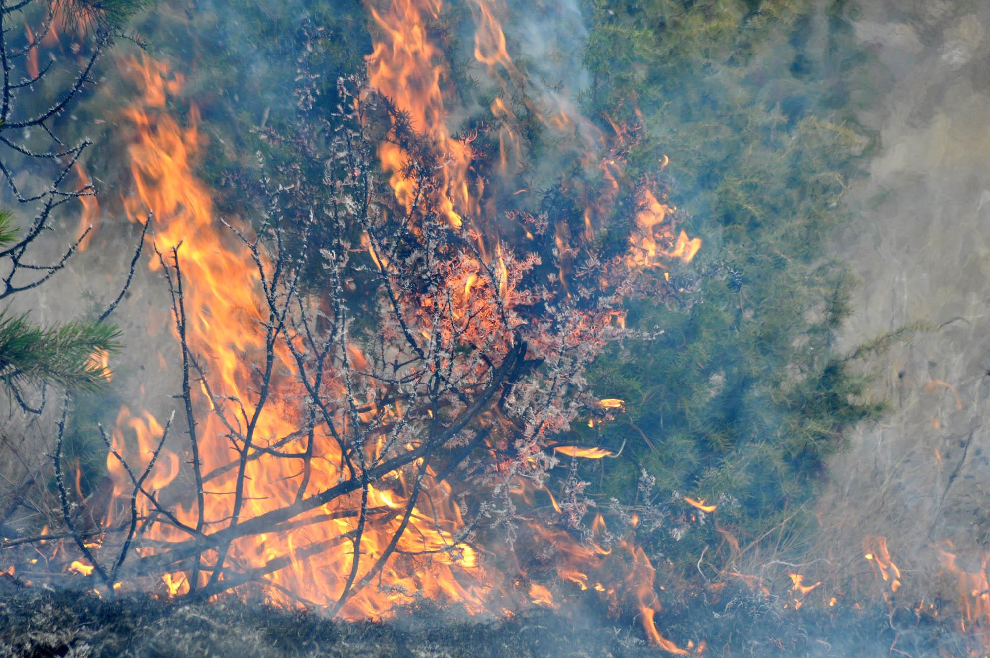 България продължавна да гори - пожарите вече са 6