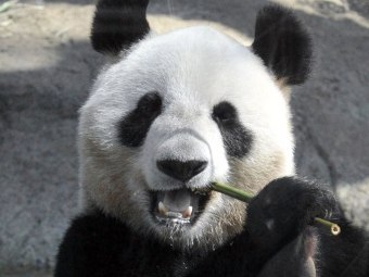 Би Би Си включи мечка панда в списъка с „Лица на 2011 година”