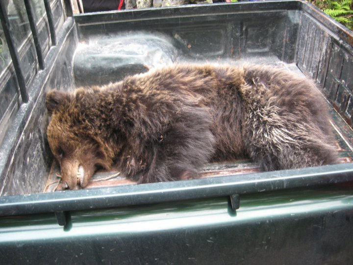 130 000 лв. плаща министерство за разкъсан от мечка