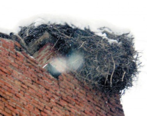 Съседи се сбиха заради щъркелово гнездо
