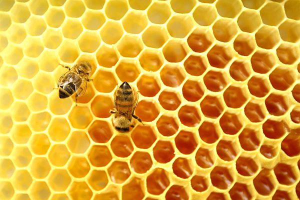 Българският мед най-евтин в Европа