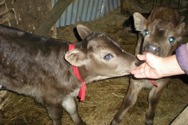 Крава роди тризнаци в Ловешко