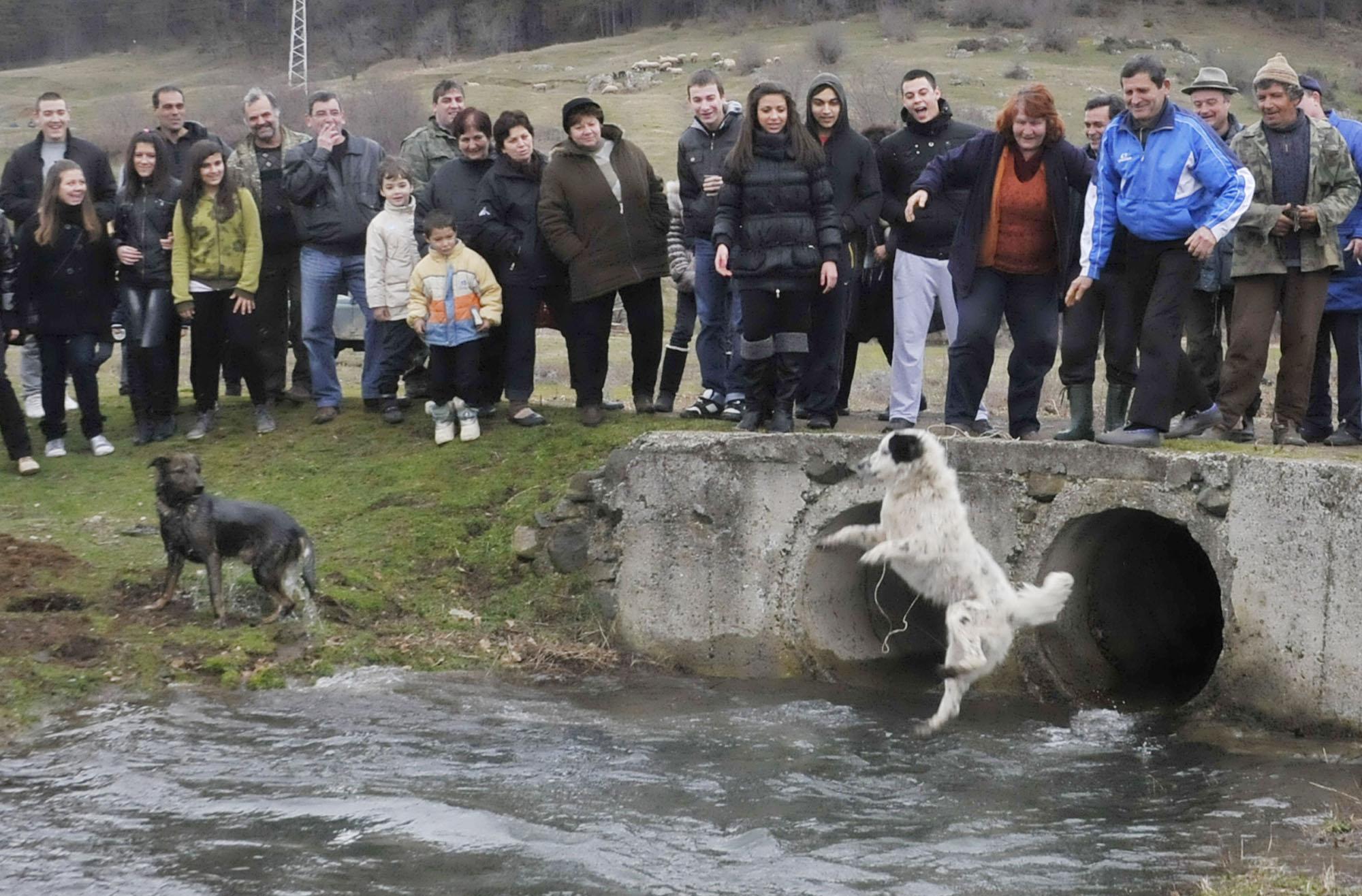 Замениха &quot;тричането&quot; на кучета с потапяне във вода (снимки)