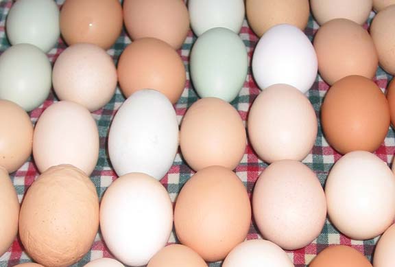 Производителите ще свалят цените на яйцата
