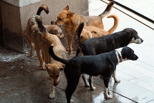 Подполковник ще ръководи битката с уличните кучета в София