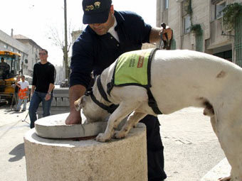 Израелец ухапа полицейско куче