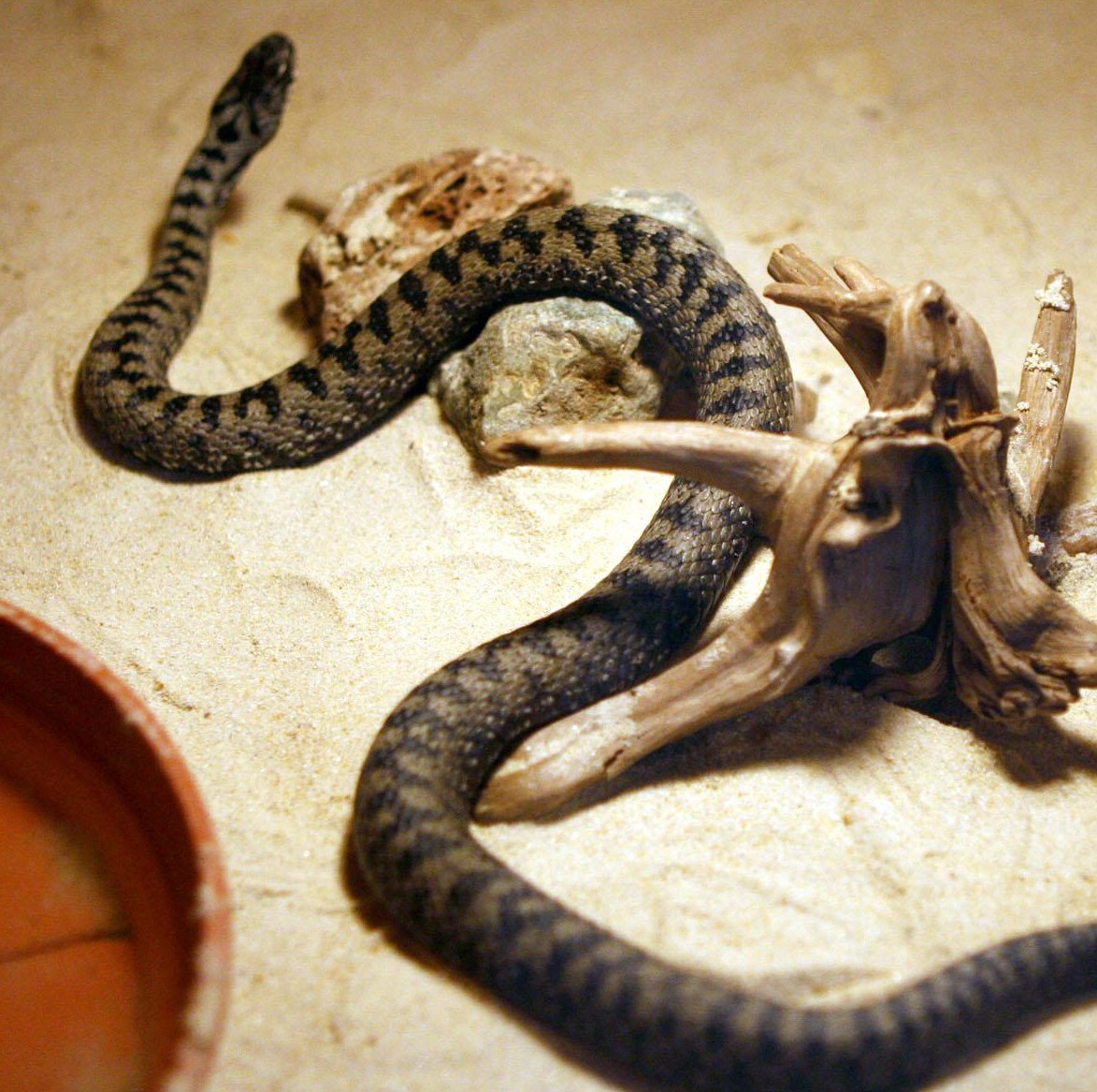 Змия ухапа младеж