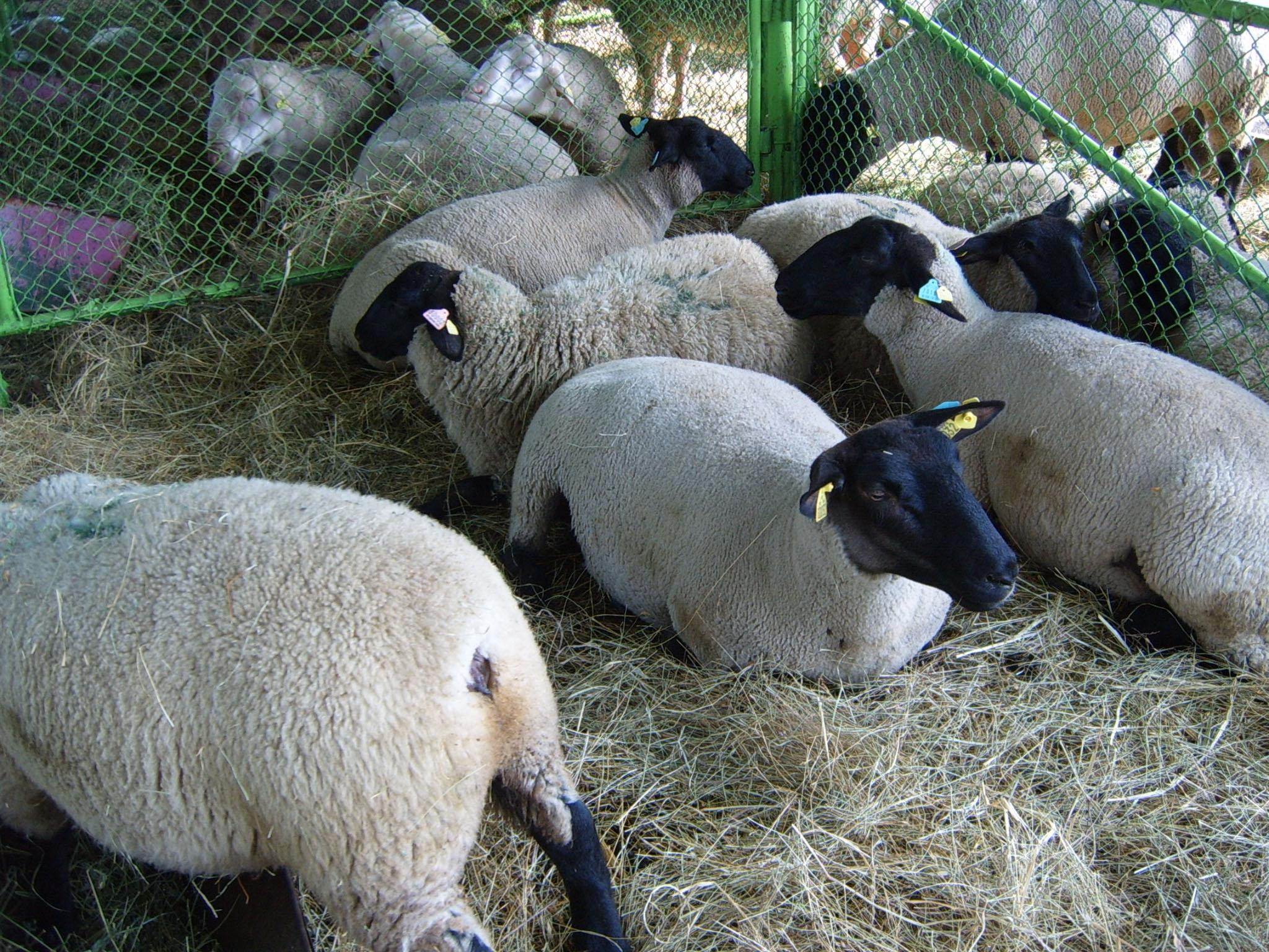 Катарци искат да гледат овце в Троянско 