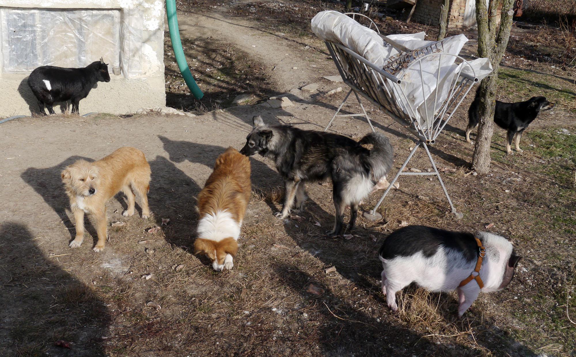 Софиянци: Месец живот за уличните кучета 