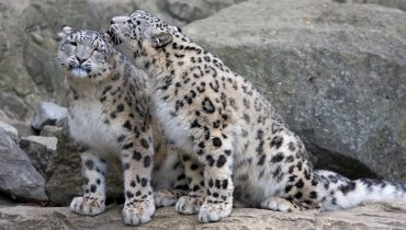 Снежно леопардче се роди в Цюрих