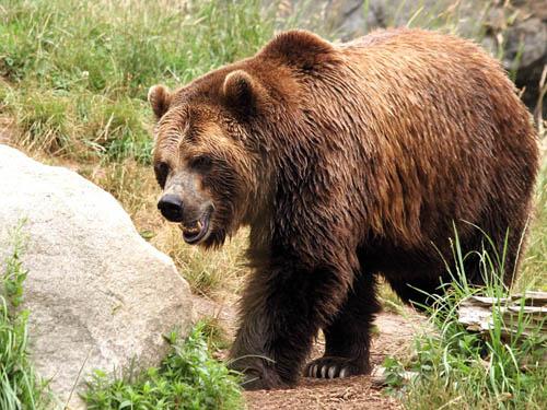  Гладни мечки пак ръшкат из Родопите